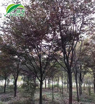 鍍鋅絲草原網(wǎng)